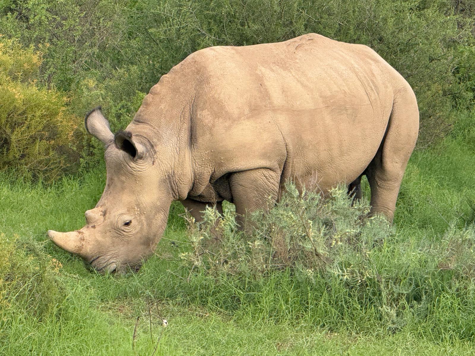 Nashorn in grüner Vegetation